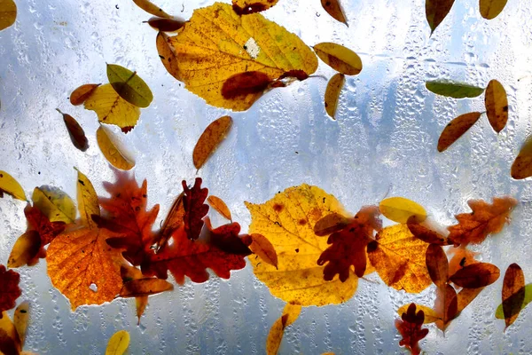 多道隧道屋顶上的五彩缤纷的秋叶 — 图库照片