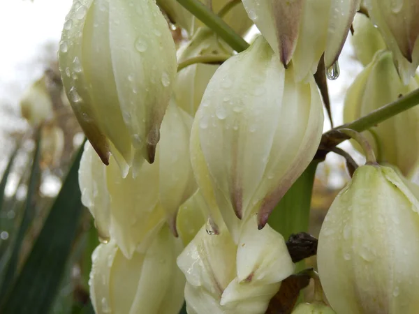 Yucca Rostlina Květiny Pokryté Kapkami Deště Silných Dešťových Srážkách — Stock fotografie