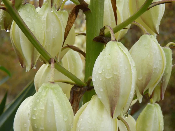 Yucca Kwiaty Roślin Pokryte Krople Deszczu Obfitych Opadach Deszczu — Zdjęcie stockowe