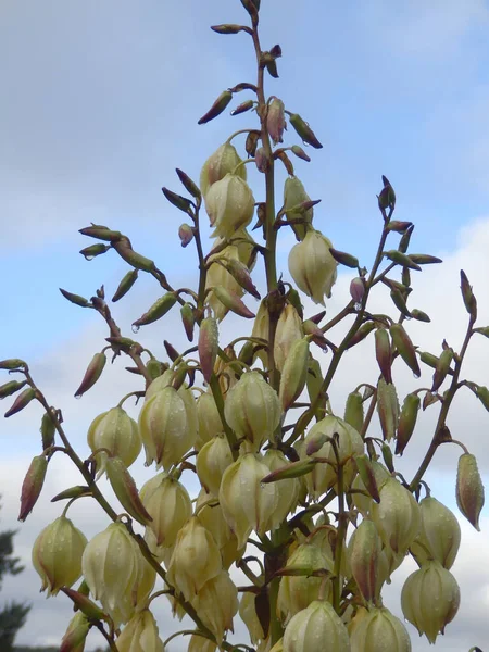 Yucca Pflanze Blüht Nach Heftigen Regenfällen Regentropfen — Stockfoto
