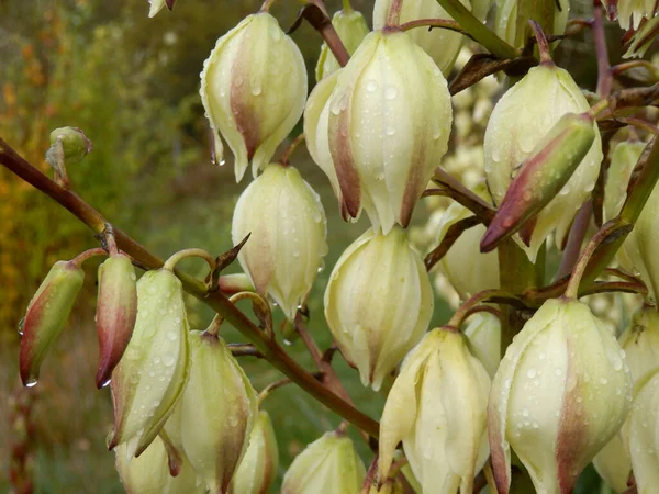 Yucca Plant Bloemen Bedekt Met Regendruppels Zware Regenval — Stockfoto