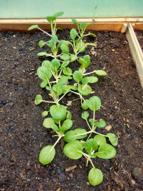 Pak choi bir tünel içinde sebze yatağında büyüyor.