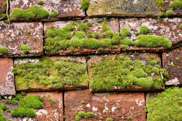 Nahaufnahme Alter Dachziegel Aus Terrakotta Gebrochen Und Mit Moos Bedeckt — Stockfoto