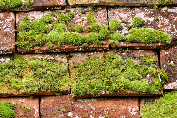 Nahaufnahme Alter Dachziegel Aus Terrakotta Gebrochen Und Mit Moos Bedeckt — Stockfoto