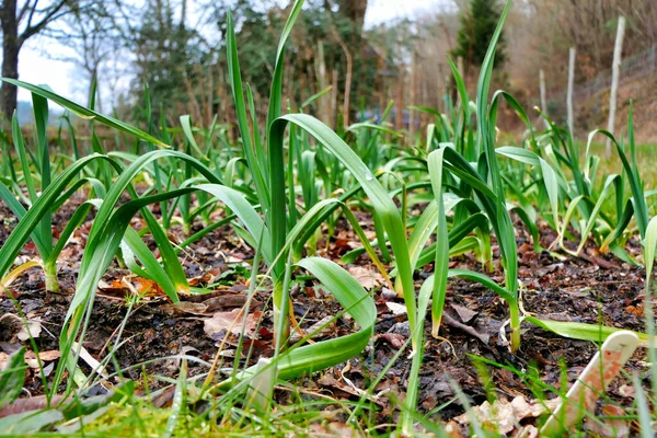 Softnekkleurige Knoflookbollen Geplant Herfst Laten Groei Zien Winterperiode — Stockfoto