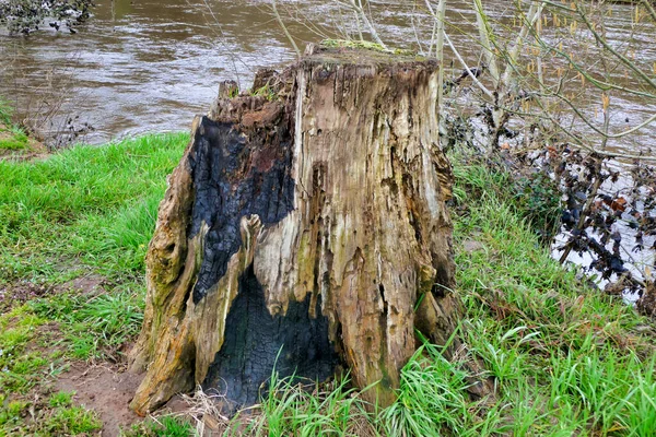 Velho Tronco Árvore Decomposição Enegrecido Pelo Fogo Borda Margem Rio — Fotografia de Stock