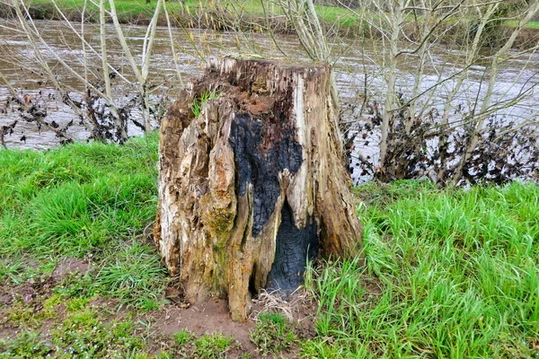 Velho Tronco Árvore Decomposição Enegrecido Pelo Fogo Borda Margem Rio — Fotografia de Stock