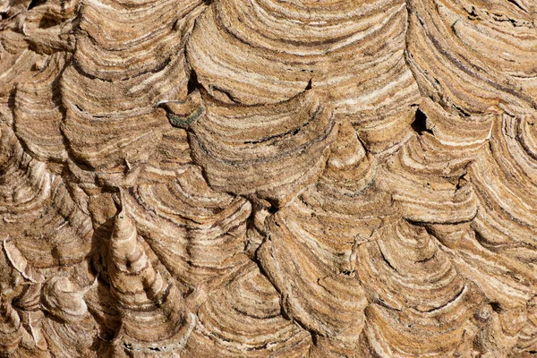 Nahaufnahme Der Oberfläche Eines Nestes Der Asiatischen Hornisse Vespa Velutina — Stockfoto