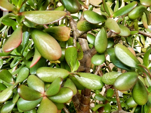 Nahaufnahme Der Blätter Von Crassula Ovata Auch Bekannt Als Jadepflanze — Stockfoto
