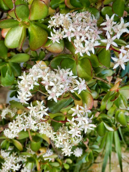 Close Das Flores Crassula Ovata Também Conhecida Como Jade Plant — Fotografia de Stock