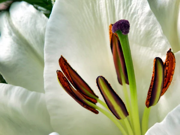Närbild Öppen Lilium Oriental Vit Blomma Som Visar Den Färgglada — Stockfoto