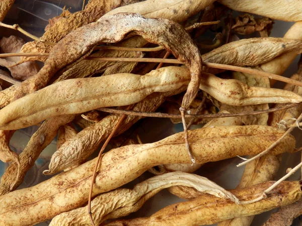 French Beans Left Dry Produce Seeds Next Years Crop — Stock Photo, Image