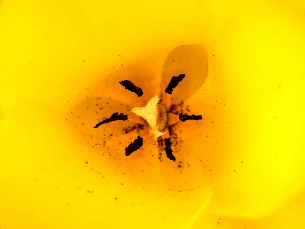 在黄色的郁金香绽放中关闭了花期的石门和花粉 — 图库照片