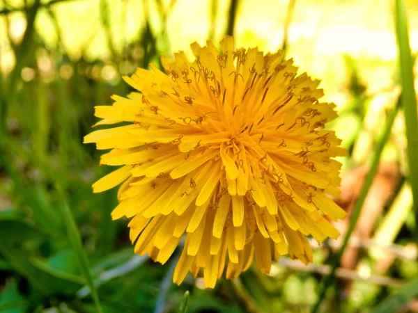 Close Vibrant Yellow Dandelion Head — Stock Photo, Image