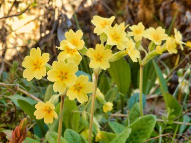 Bir meyve bahçesinde çiçek açan Oxlips 'in (Primula elatior) kapanışı