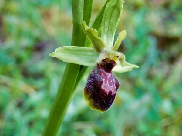 Primer Plano Una Orquídea Araña Temprana Ophrys Sphegodes — Foto de Stock