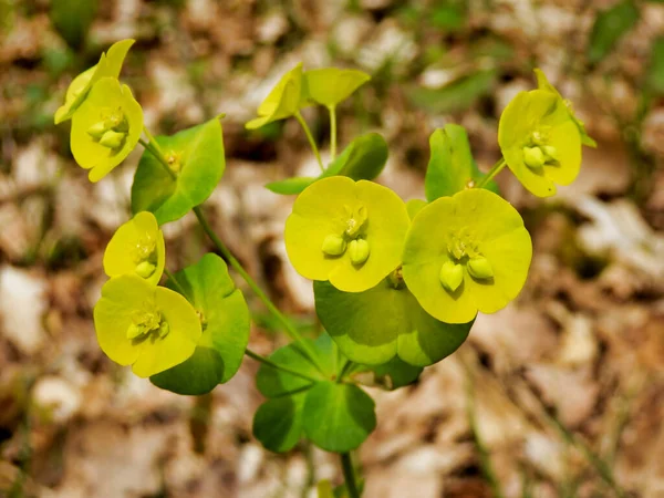 Primer Plano Flor Silvestre Euphorbia Amygdaloides Aka Wood Spurge Woodland — Foto de Stock