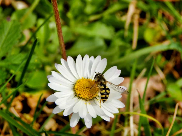デイジーの花粉に餌をやるホバーフライ オイデス ルニガー のクローズアップ — ストック写真