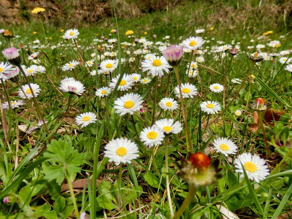 野の花の牧草地でのデイジーのカーペット — ストック写真