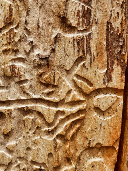 Detailní Záběr Děr Nalezených Kůrou Kmene Stromu — Stock fotografie