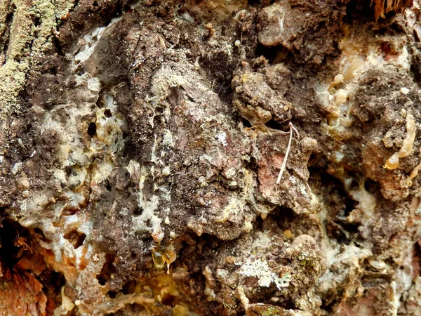 猪笼草 Inonotus Obliquus 是一种稀有的真菌 因其药用价值而受到高度评价 它产于松树树干上 也被称为 沙加蘑菇 — 图库照片