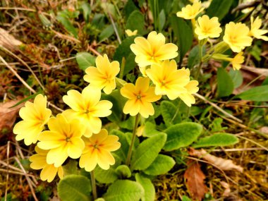 Bir meyve bahçesinde çiçek açan Oxlips 'in (Primula elatior) kapanışı