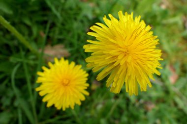 Canlı sarı bir karahindiba kafasının yakınına.