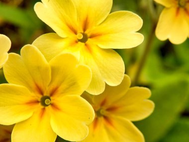 Bir meyve bahçesinde çiçek açan Oxlips 'in (Primula elatior) kapanışı
