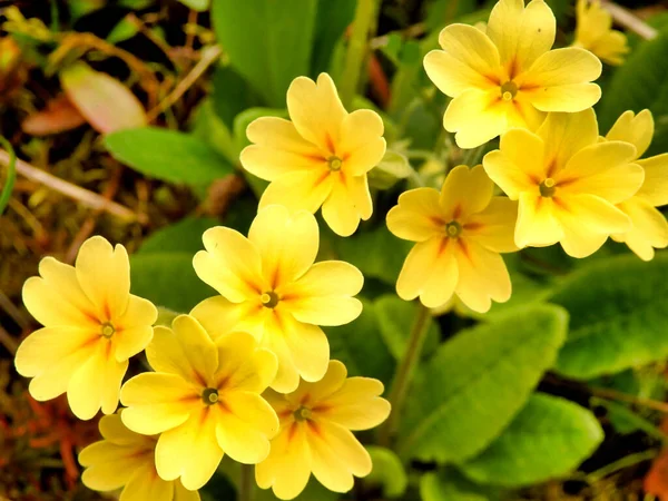 Közelkép Oxlips Primula Elatior Virágzó Gyümölcsösben — Stock Fotó