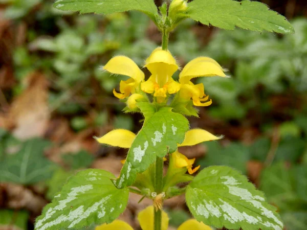 Zbliżenie Dzikiego Kwiatu Lamium Galeobdolon Aka Martwa Pokrzywa Lub Żółty — Zdjęcie stockowe