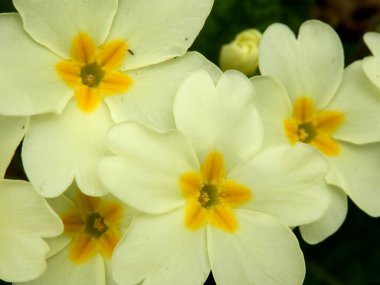 Kapatın Primrose 'ları (Primula vulgaris) Orman yolunda çiçek açarken