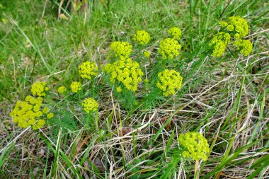 Çayırlarda yabani çiçekler (Euphorbia cyparissias)