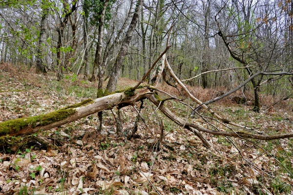 Mrtvý Sladký Kaštan Rozfoukaný Vichřicí Větru Lese — Stock fotografie
