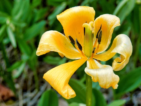 Gros Plan Une Fleur Tulipe Jaune Décolorée — Photo