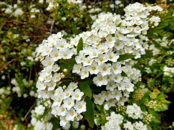 Spirea Arguta Bokor Fehér Virágainak Kaszkádja Menyasszonyi Koszorú — Stock Fotó