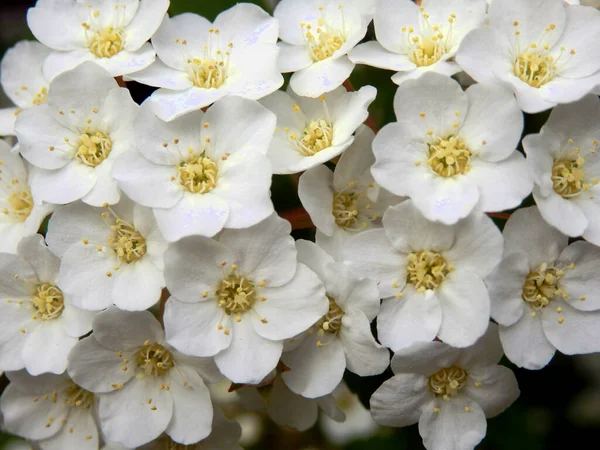 白開花低木シモツケ サルナシ 花嫁の花輪のクローズ アップ — ストック写真