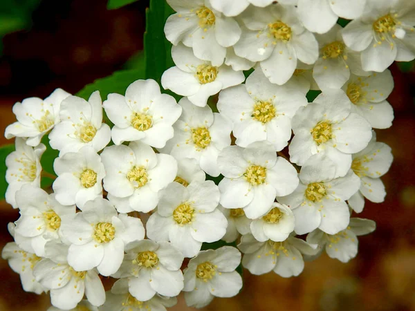 Fehér Virágzó Cserje Spirea Arguta Menyasszony Koszorút Közelről — Stock Fotó