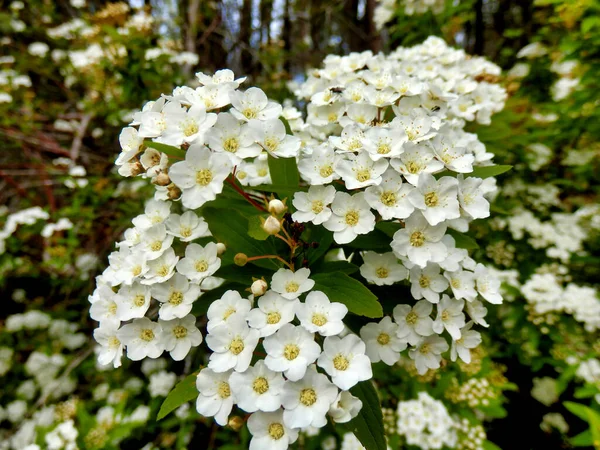 Spirea Arguta Bokor Fehér Virágainak Kaszkádja Menyasszonyi Koszorú — Stock Fotó