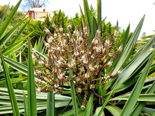 Närbild Blommor Öppnar Upp Cordyline Australis Kål Palm — Stockfoto