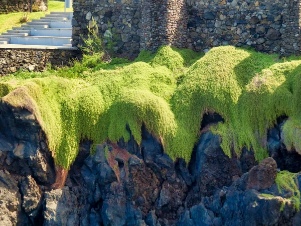 Kliffen Het Eiland Madeira Met Helder Groen Mos Dat Rand — Stockfoto