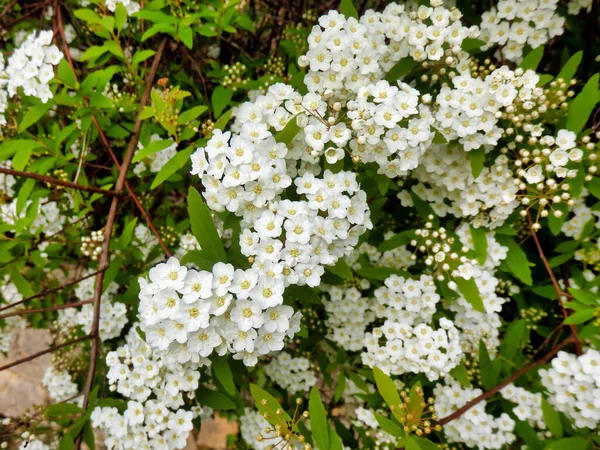 Закрыть Белый Цветок Spirea Arrha Венок Невесты — стоковое фото