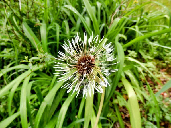 Close Dandelion Seed Head Heavy Rain — Stock Photo, Image