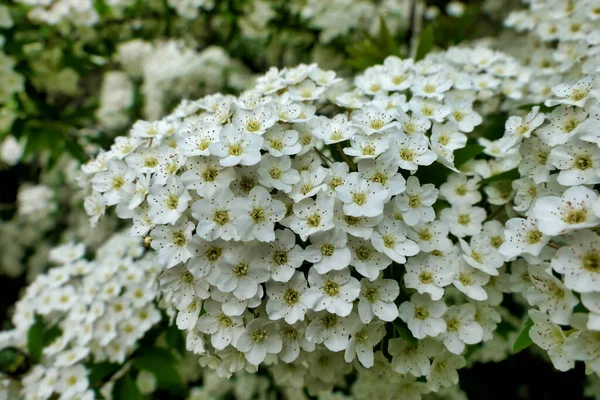 Kaskada Białych Kwiatów Krzewu Spirea Arguta Wieniec Panny Młodej — Zdjęcie stockowe
