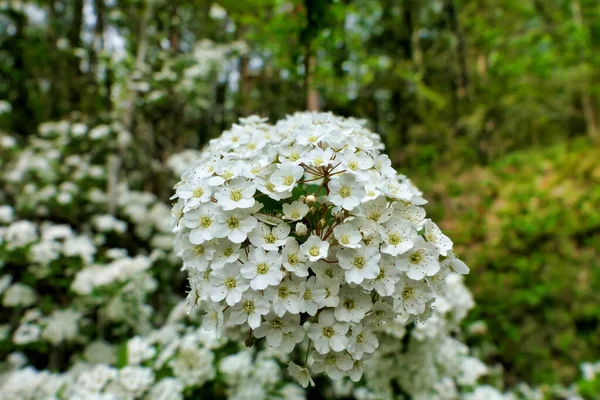 Close White Flowering Shrub Spirea Arguta Brides Wreath — Stock Photo, Image