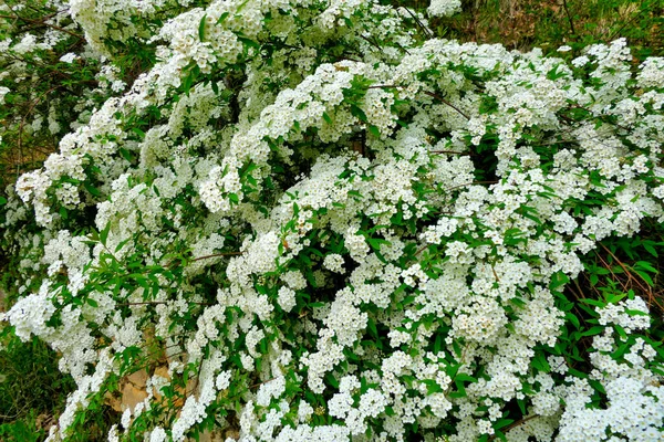 白い開花低木石灰石の壁の上に成長する花嫁の花輪としても知られるSpirea Arguta — ストック写真