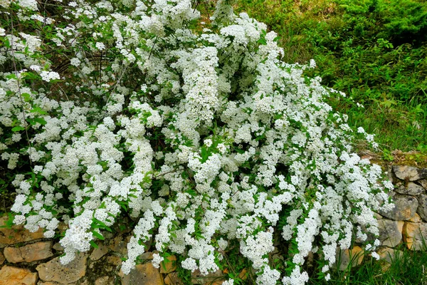 Arbusto Floração Branco Spirea Arguta Também Conhecido Como Grinalda Noivas — Fotografia de Stock