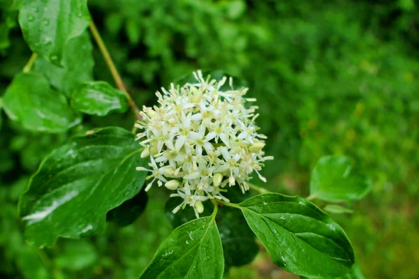 Close Flowers Cornus Sanguinea Common Dogwood Rainfall — Stock Photo, Image