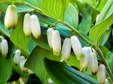 Solomons Mührü 'nün (Polygonatum multiflorum) asılı çiçekleri, Kral Solomons Mührü olarak da bilinir.