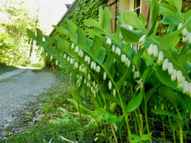 Solomon Mührü 'nün (Polygonatum multiflorum), Kral Solomons-Seal olarak da bilinen ülke yolu boyunca uzanan kolye çiçeklerinin bir onur muhafızı.