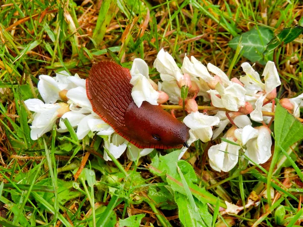 European Red Slug Aka Chocolate Arion Arion Rufus Feeding Fallen — Stock Photo, Image